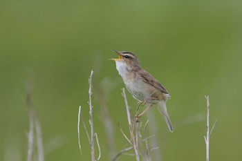 Black-browed Reed Warbler 落石岬 Mon, 6/27/2022