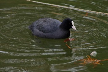 オオバン 都立浮間公園 2018年1月8日(月)