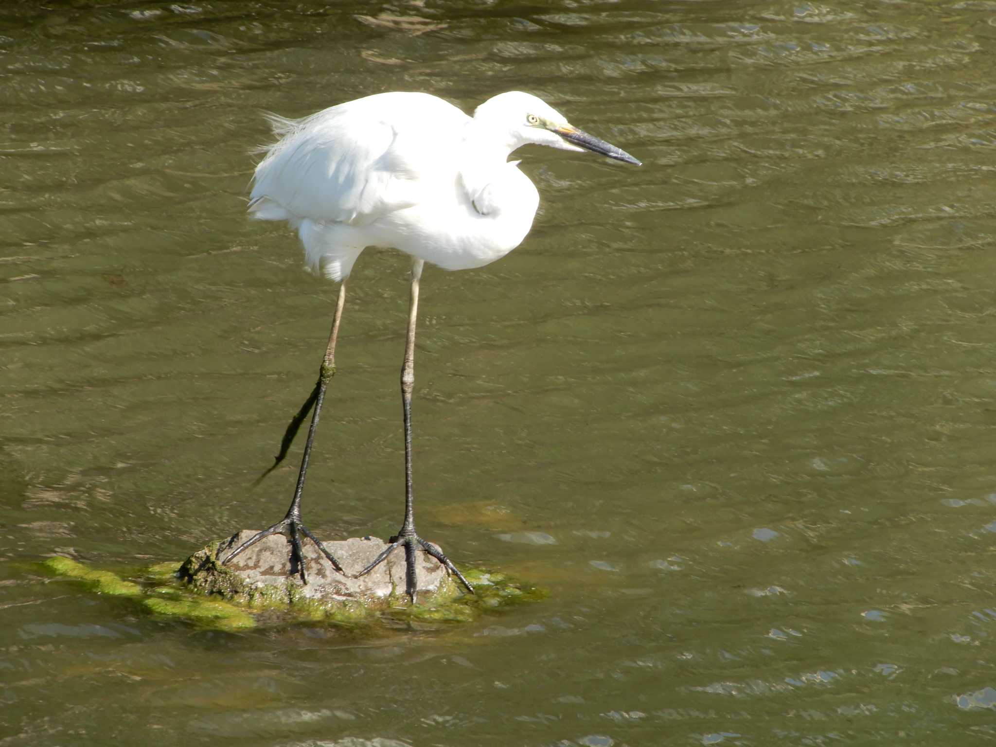 Medium Egret