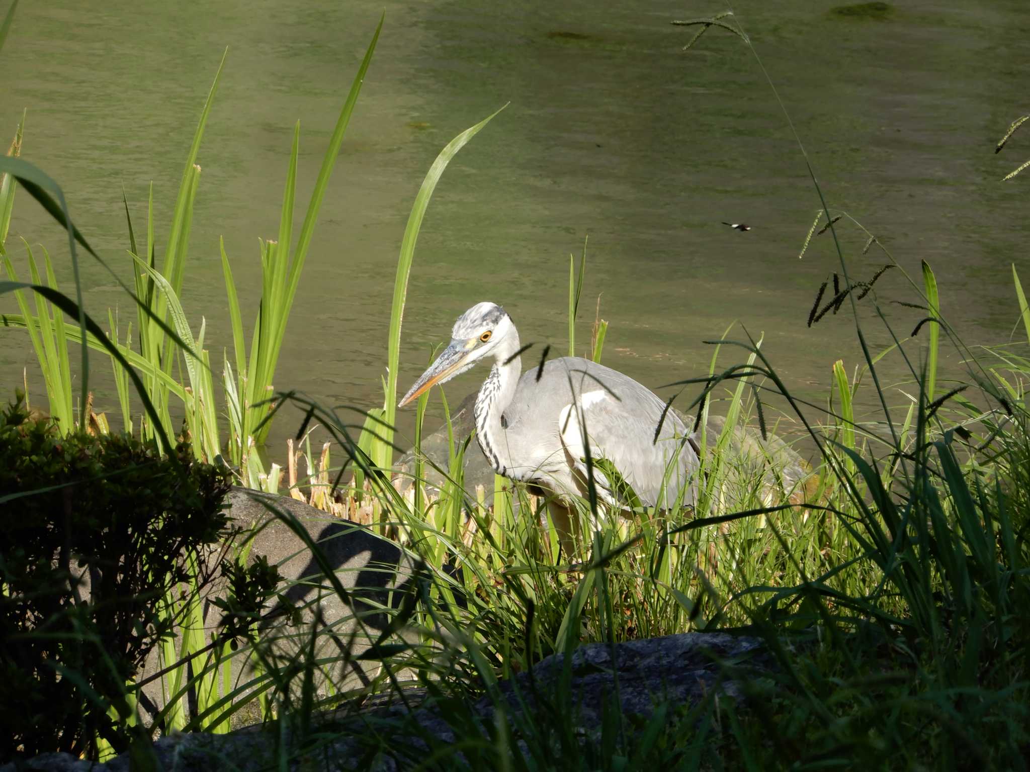 Grey Heron