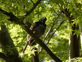 2022年6月28日(火) 日比谷公園の野鳥観察記録
