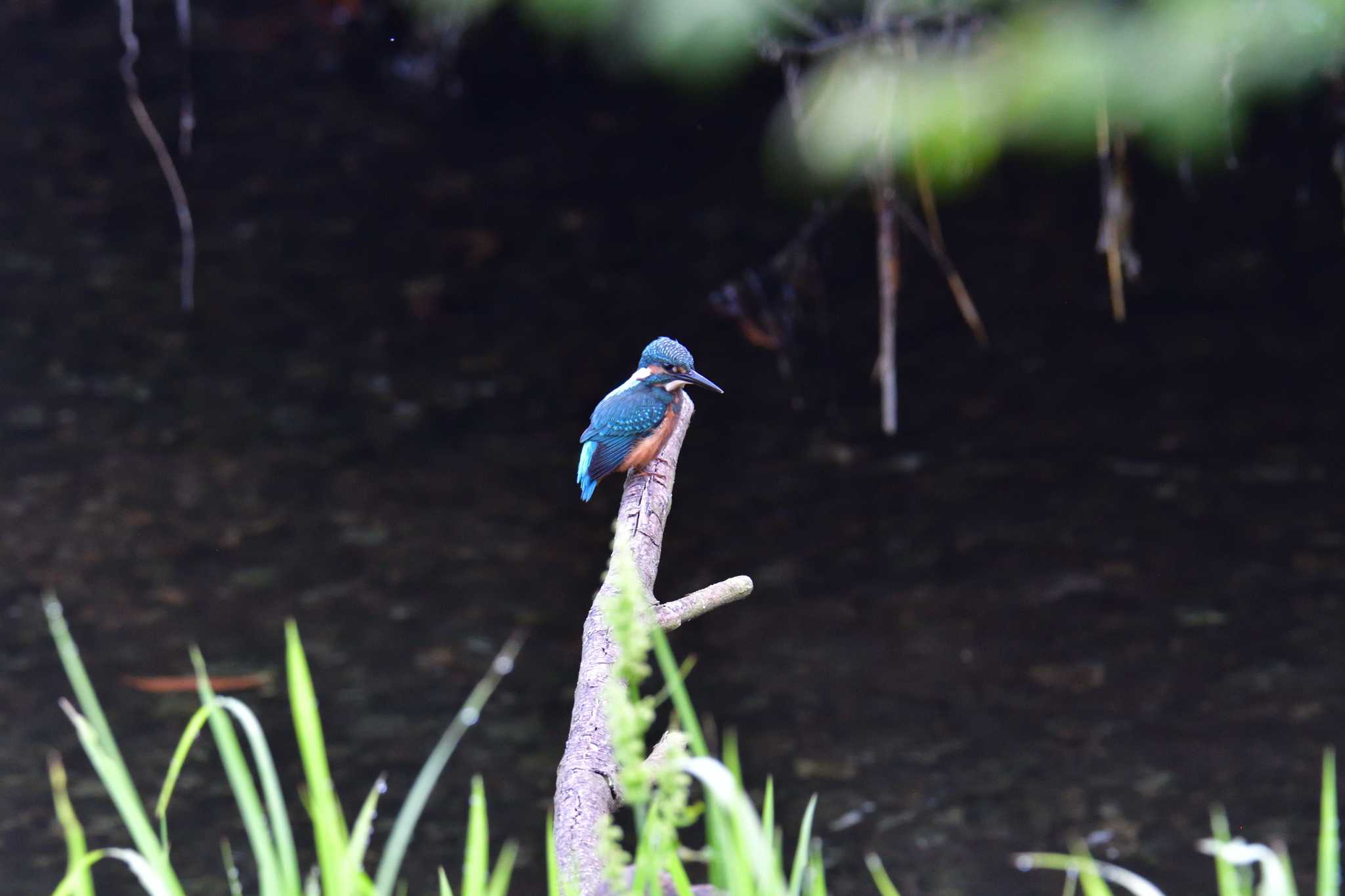 長浜公園 カワセミの写真 by やなさん