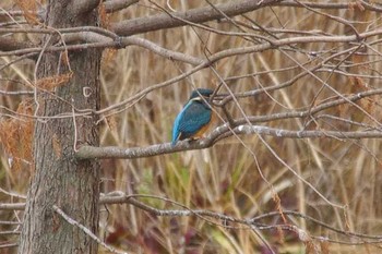 カワセミ 都立浮間公園 2018年1月8日(月)