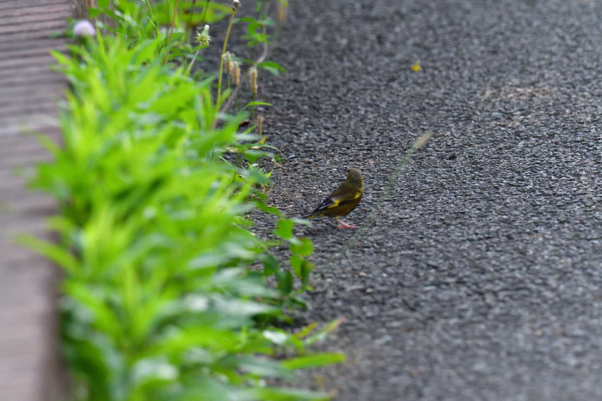 長浜公園 カワラヒワの写真 by やなさん