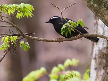 マミジロ 山梨県 撮影日未設定