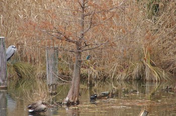 カワセミ 都立浮間公園 2018年1月8日(月)