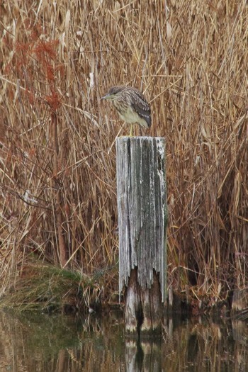 Black-crowned Night Heron Ukima Park Mon, 1/8/2018