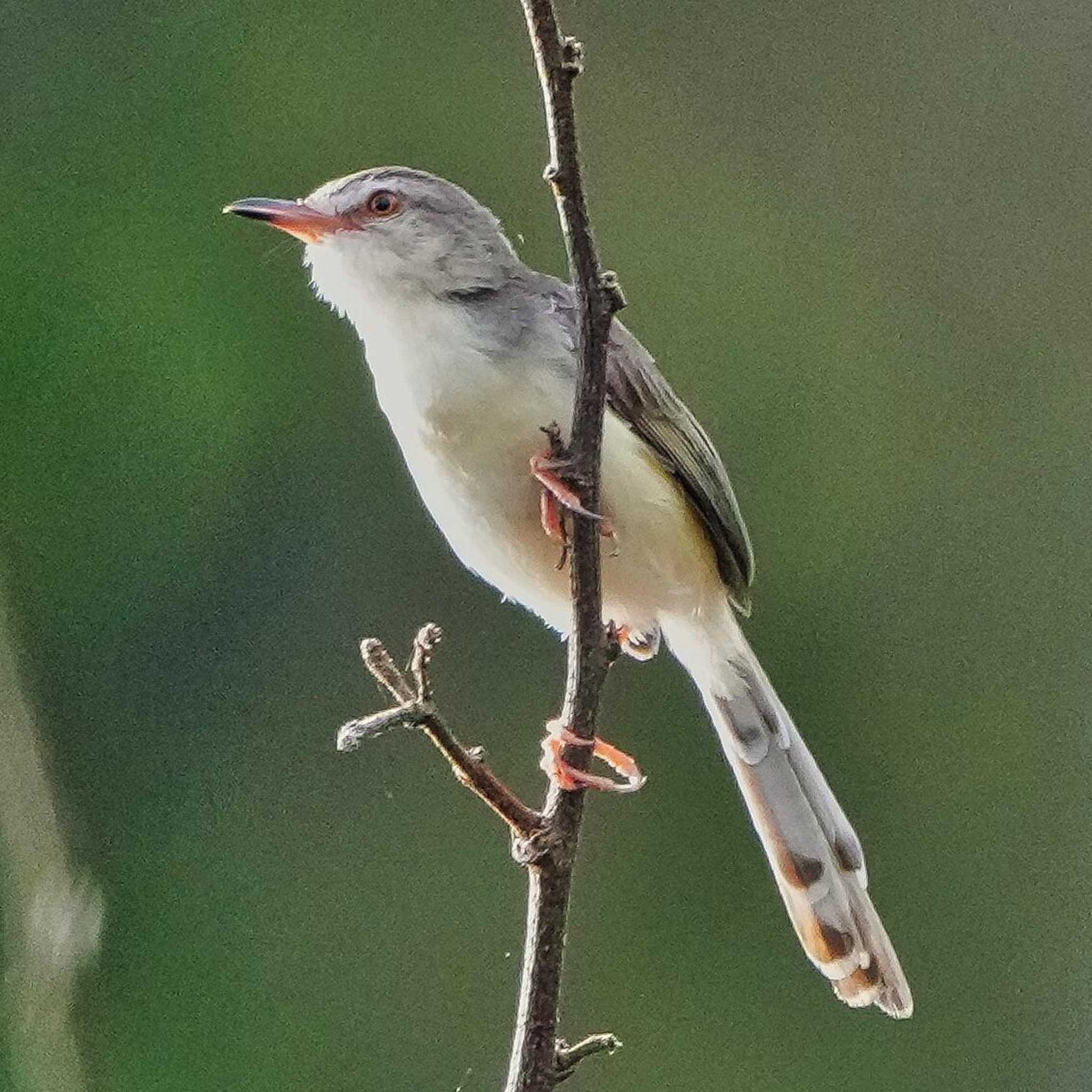 Photo of Plain Prinia at Bang Phra Non-Hunting area by span265