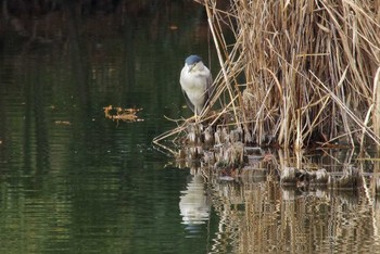 ゴイサギ 都立浮間公園 2018年1月8日(月)