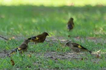 2022年6月28日(火) 布施溜池の野鳥観察記録