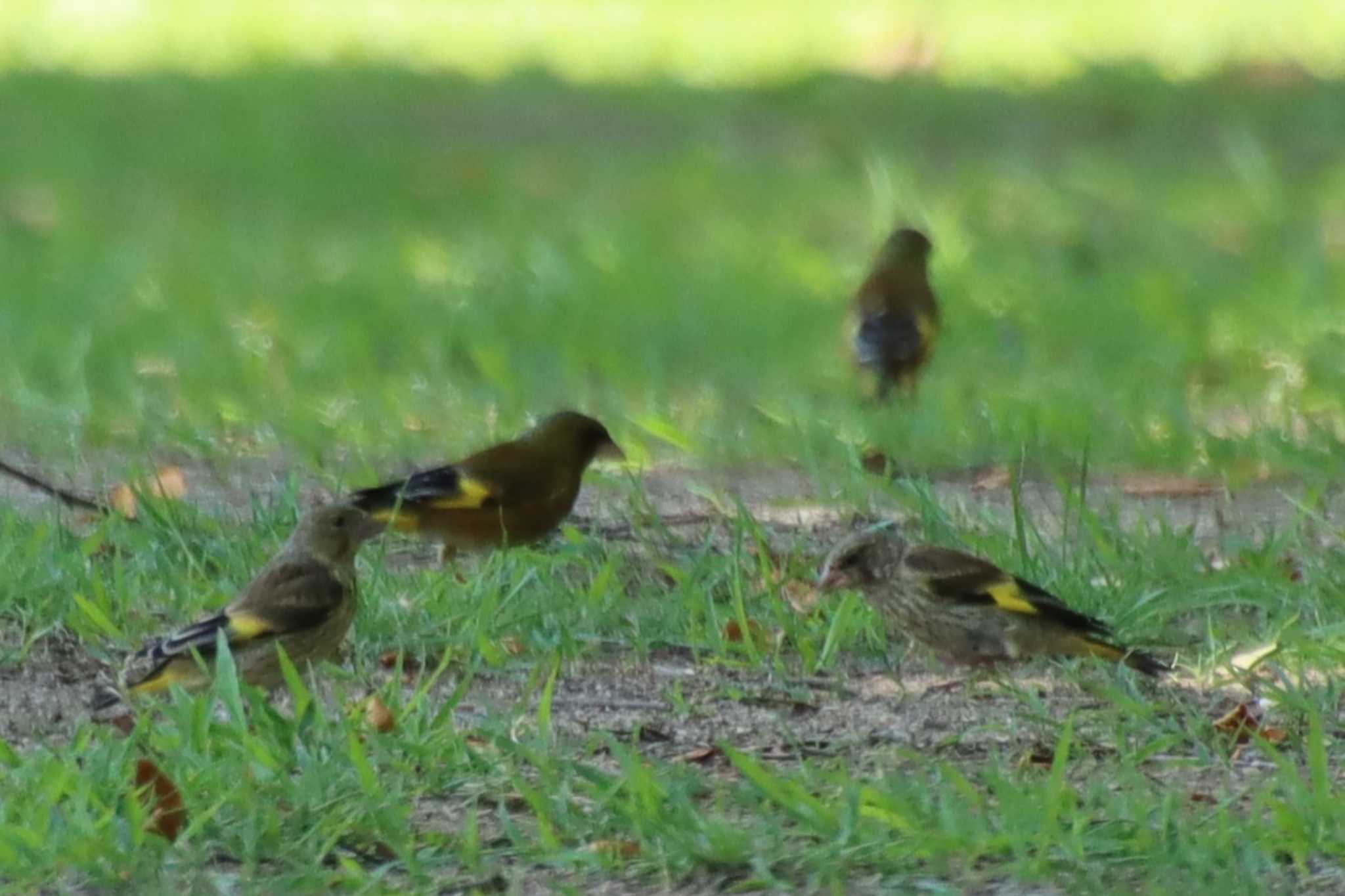 Grey-capped Greenfinch