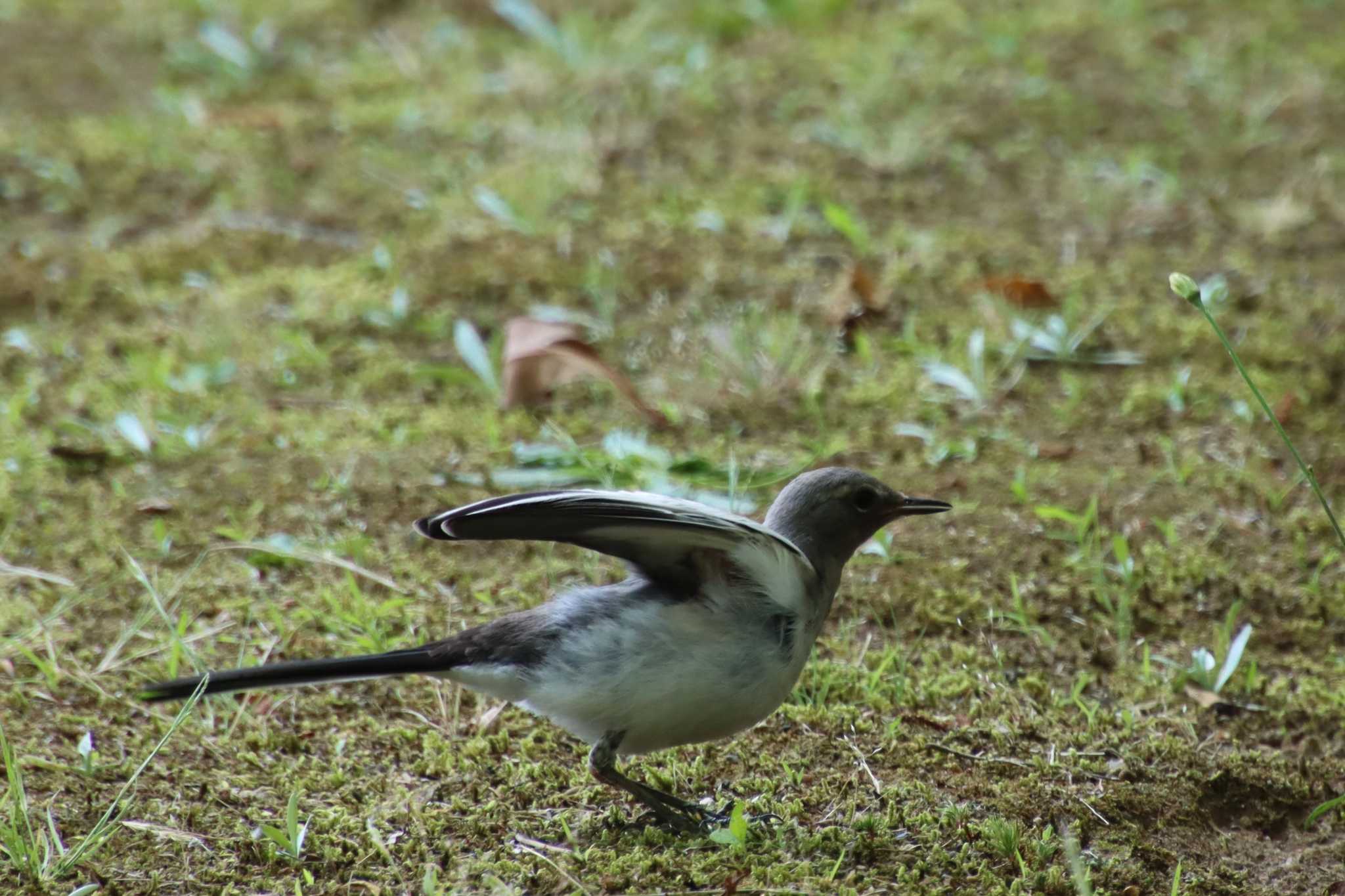 Japanese Wagtail