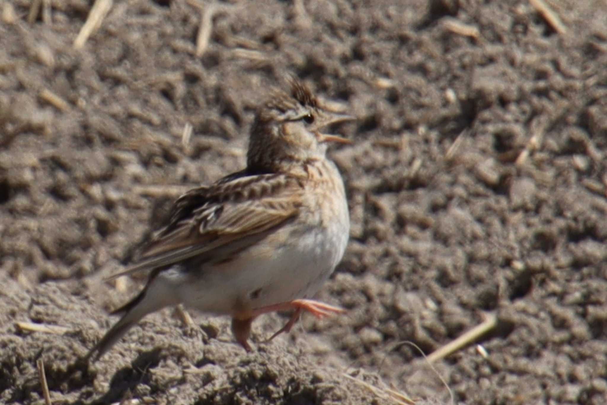 Eurasian Skylark