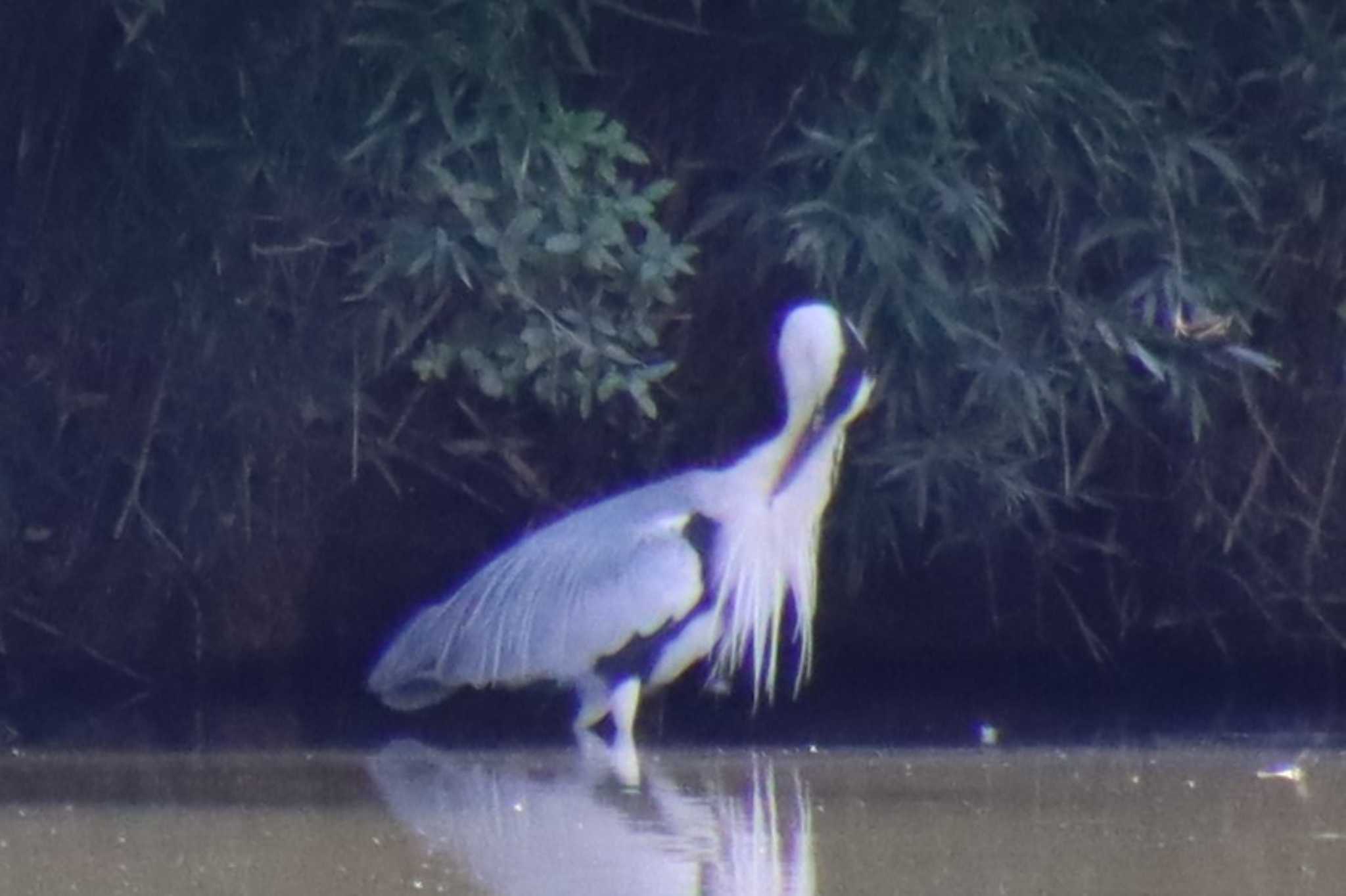 Grey Heron