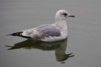 カモメ 都立浮間公園 2018年1月8日(月)