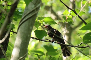 2022年6月28日(火) 希望が丘文化公園の野鳥観察記録