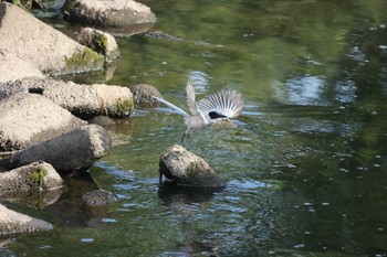 オナガ 川崎 2022年6月29日(水)