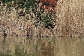 ゴイサギ 都立浮間公園 2018年1月8日(月)