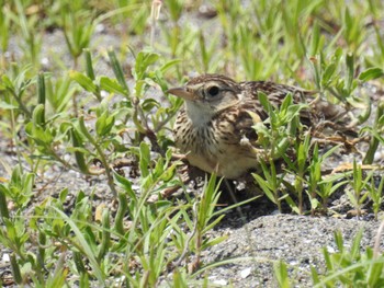 2022年6月29日(水) 葛西臨海公園の野鳥観察記録