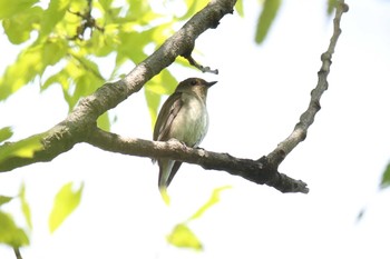 キビタキ 鶴見緑地公園 2022年5月3日(火)