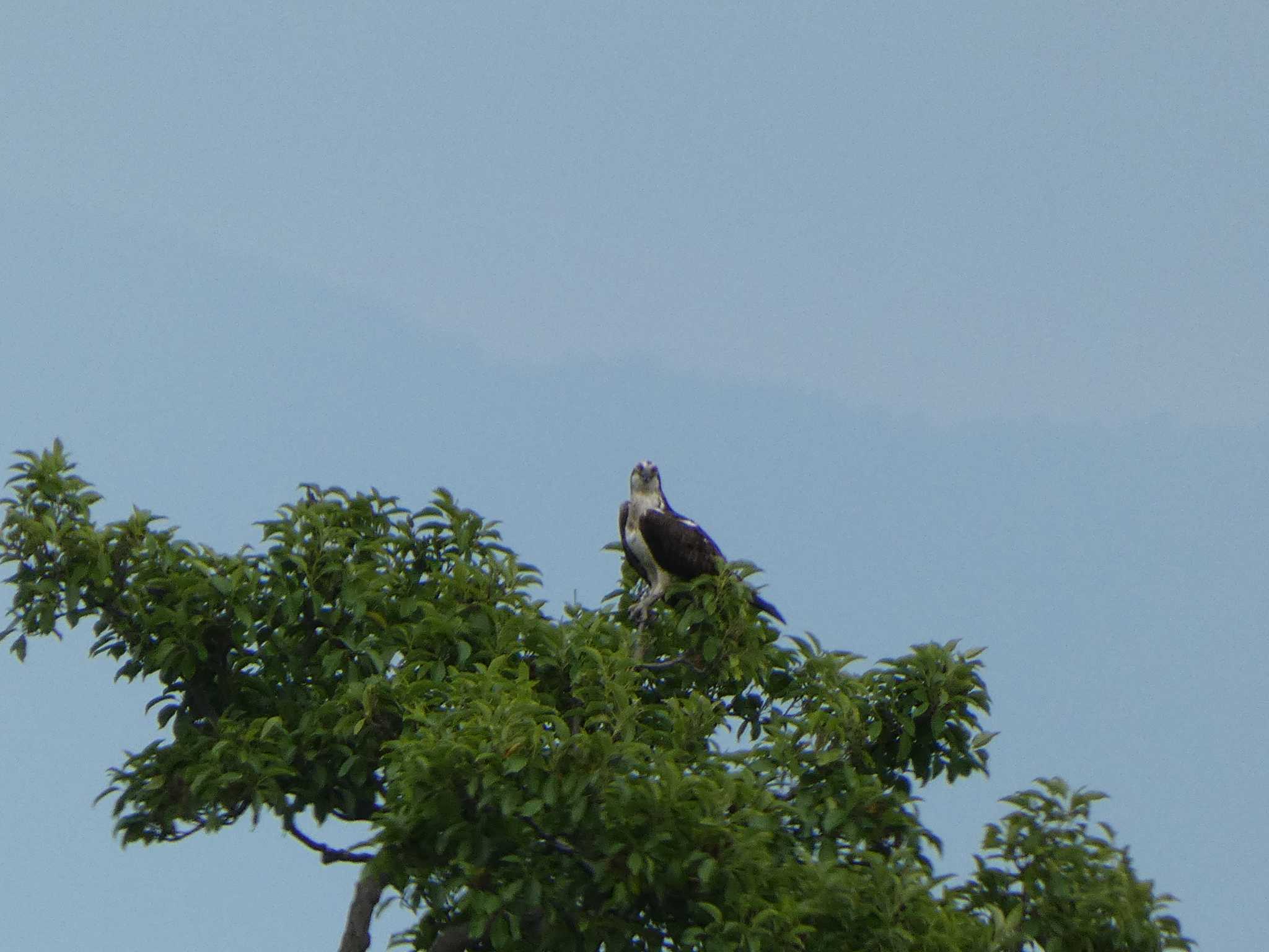 Photo of Osprey at Fukushimagata by TAGAMEDORI