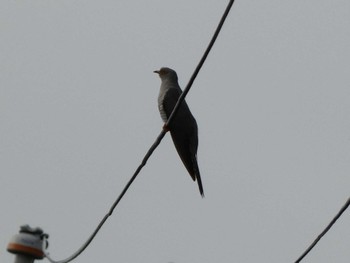 Common Cuckoo Fukushimagata Sun, 6/19/2022