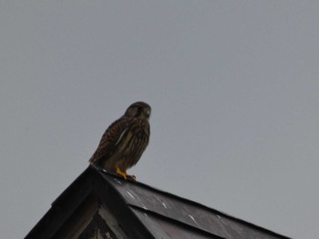 Common Kestrel Fukushimagata Sun, 6/19/2022