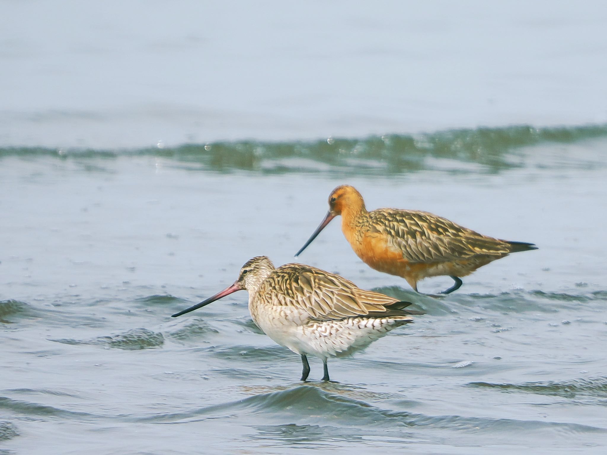 Bar-tailed Godwit