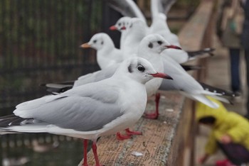 ユリカモメ 都立浮間公園 2018年1月8日(月)