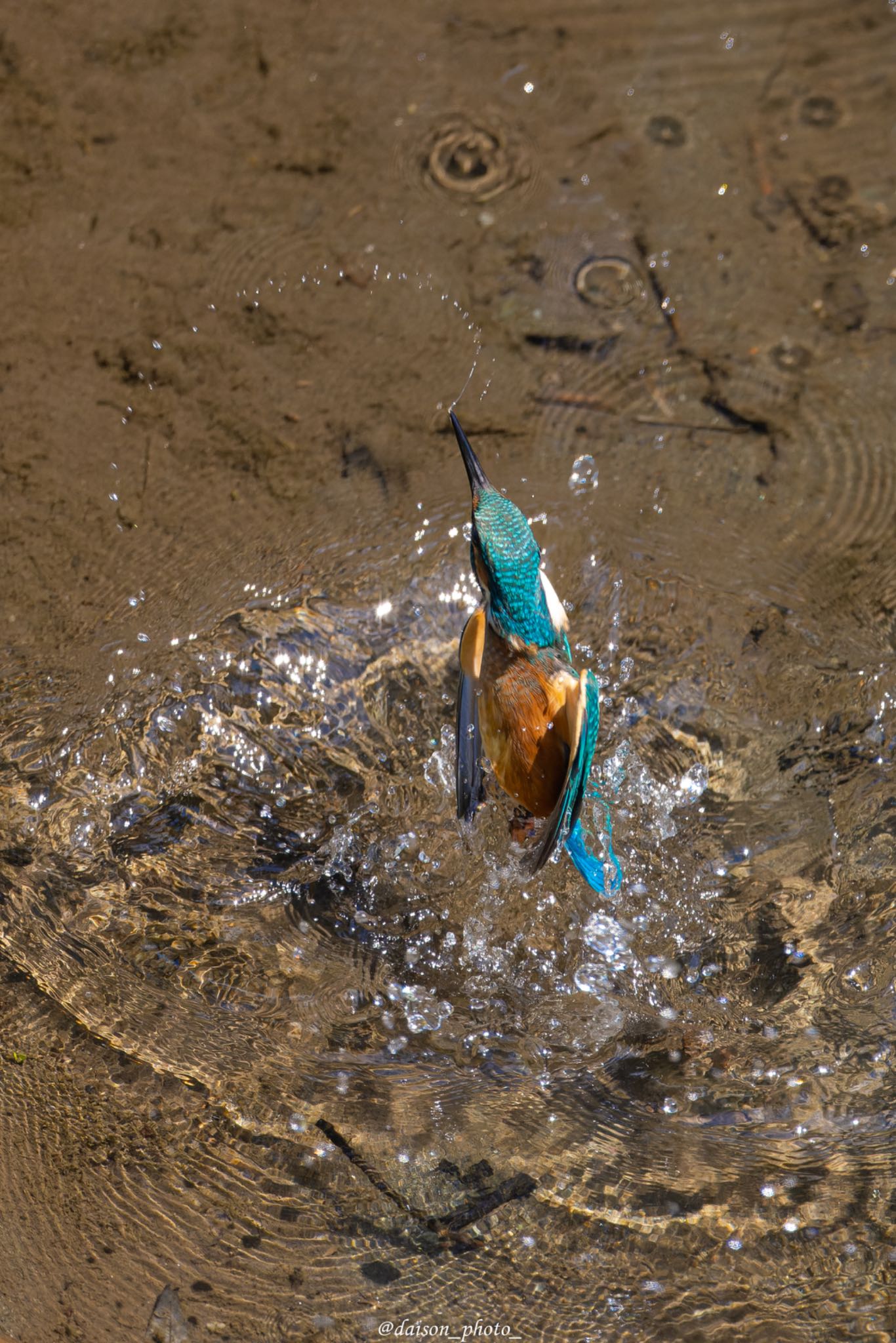 Photo of Common Kingfisher at 境川遊水地公園 by Daison