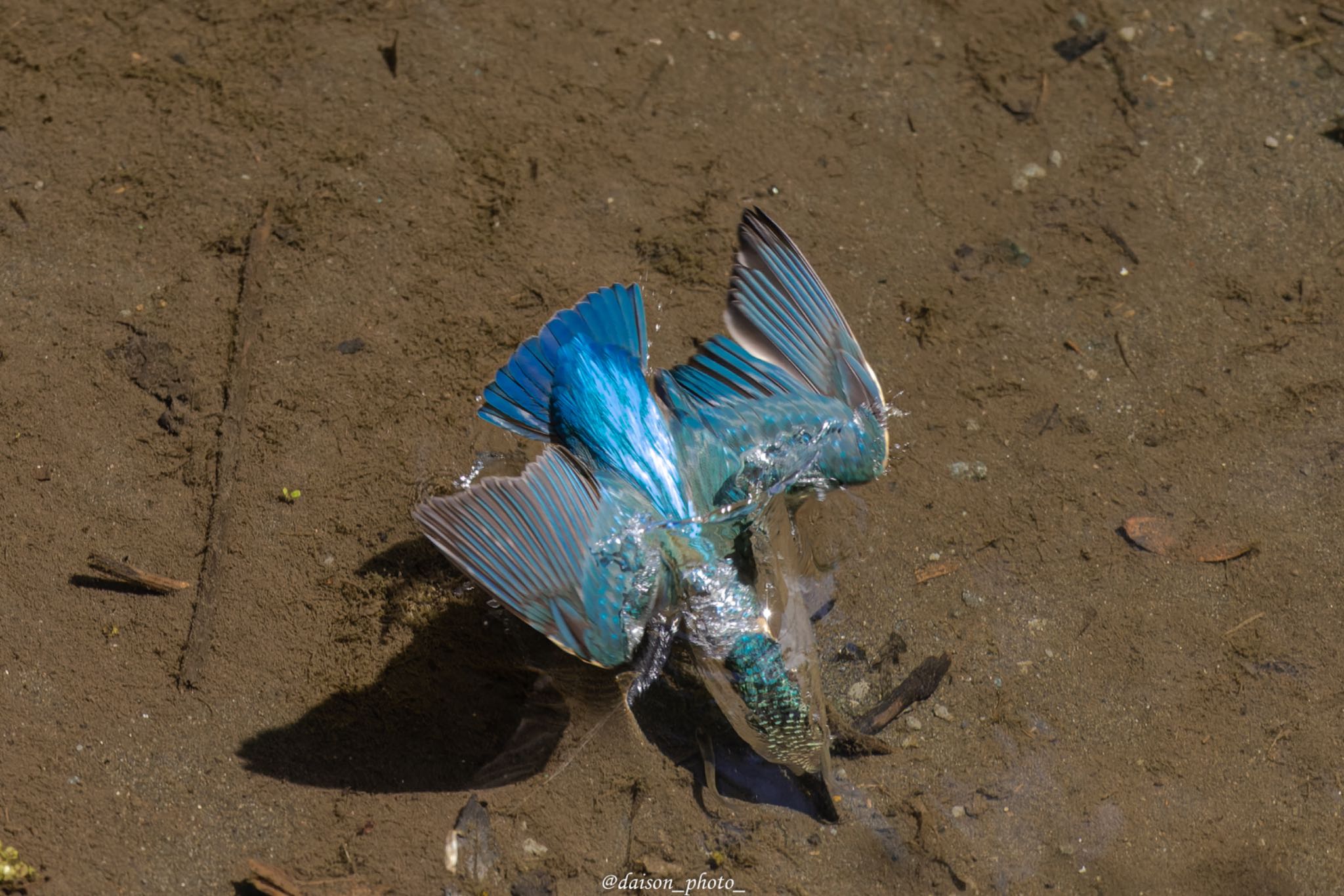 Photo of Common Kingfisher at 境川遊水地公園 by Daison