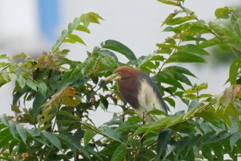 2022年6月9日(木) 不忍池(上野恩賜公園)の野鳥観察記録