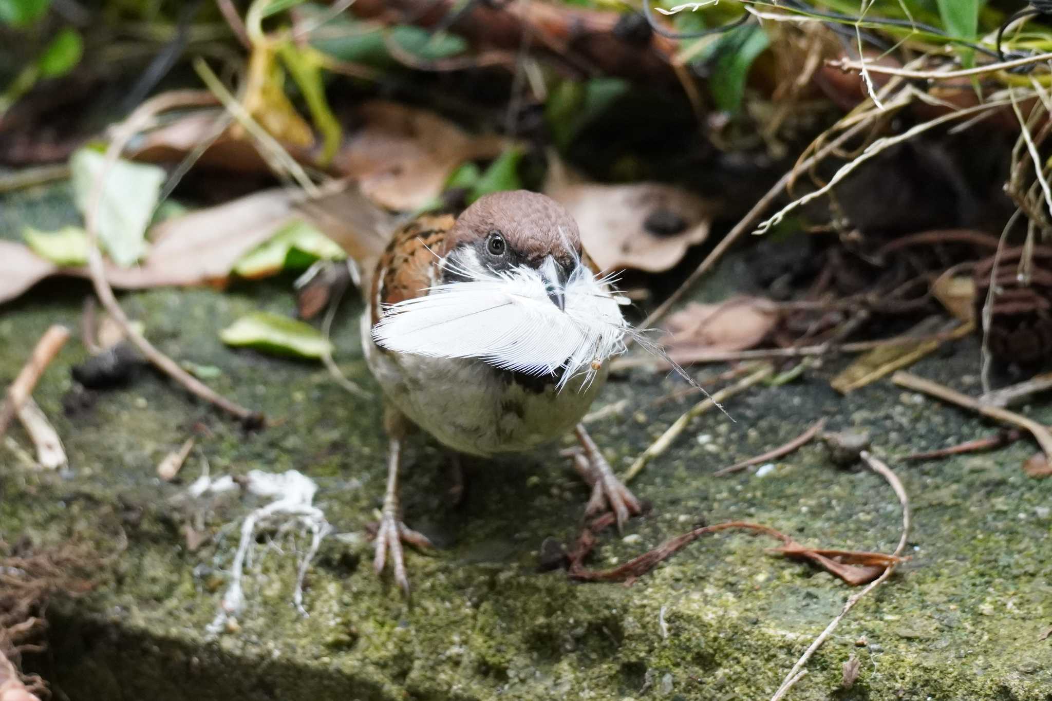 ハシビロコウの羽根を咥えています by どばと