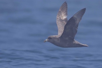 Northern Fulmar 知床沖 Sat, 6/25/2022