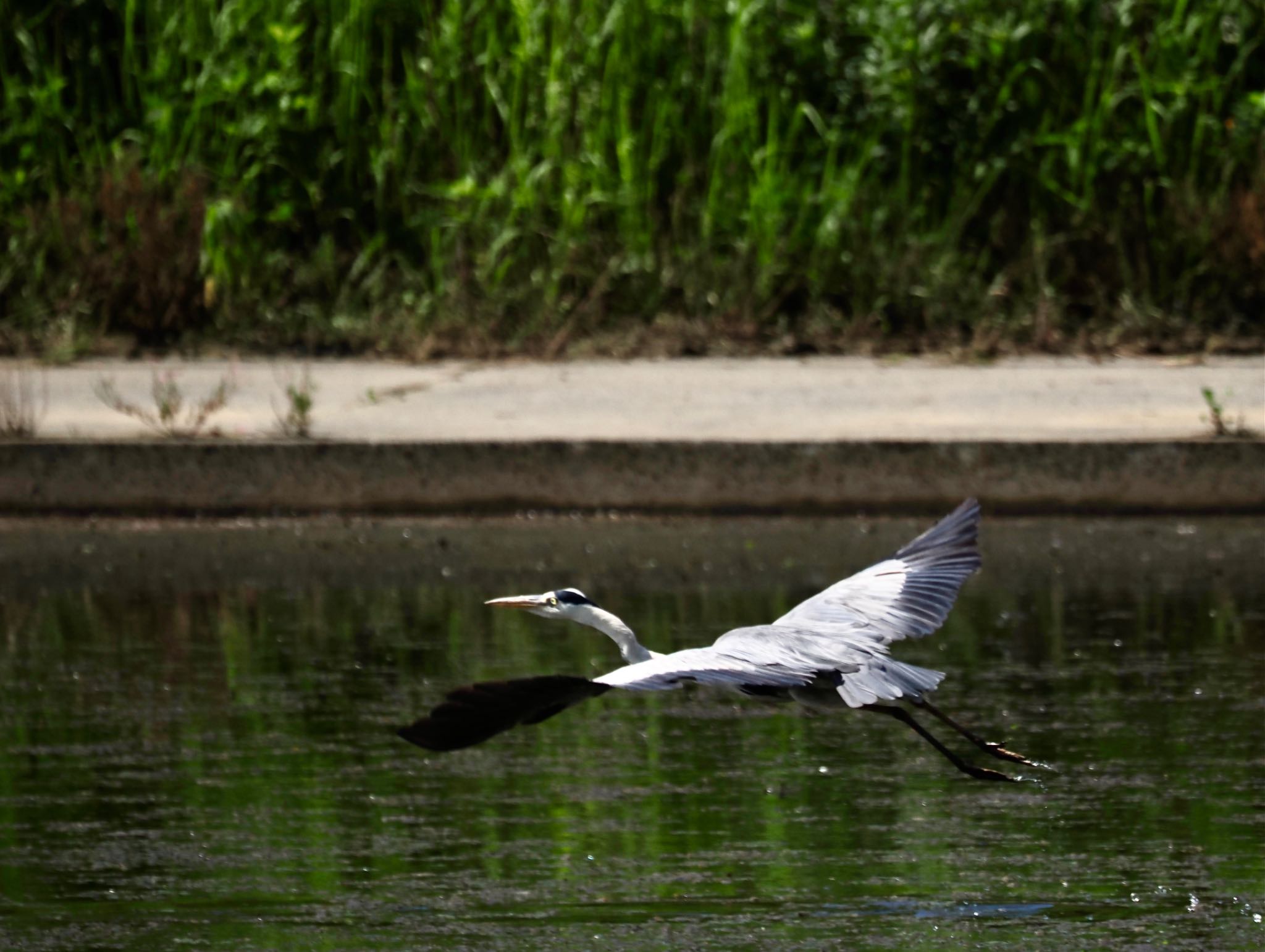 境川遊水地公園 アオサギの写真