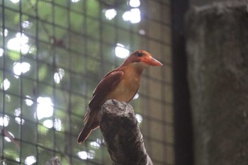 2022年6月18日(土) 上野動物園の野鳥観察記録