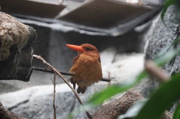 未同定 上野動物園 2022年6月18日(土)