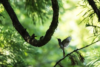 サンコウチョウ 滋賀 2017年7月8日(土)