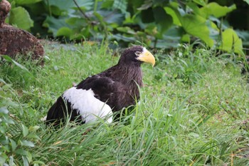 未同定 上野動物園 2022年6月18日(土)