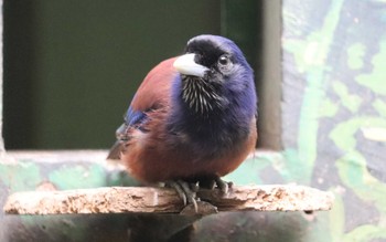 未同定 上野動物園 2022年6月18日(土)