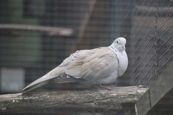 未同定 上野動物園 2022年6月18日(土)