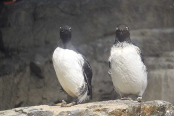 2022年6月18日(土) 葛西臨海公園の野鳥観察記録