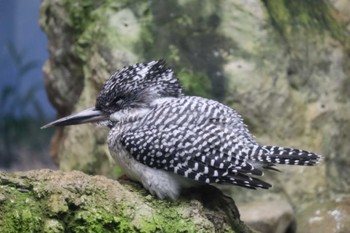 2022年6月21日(火) 井の頭公園の野鳥観察記録