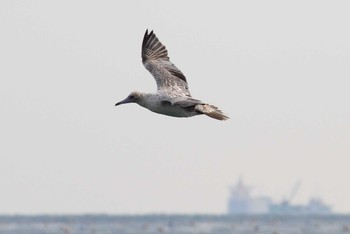 Red-footed Booby Unknown Spots Sun, 1/17/2016