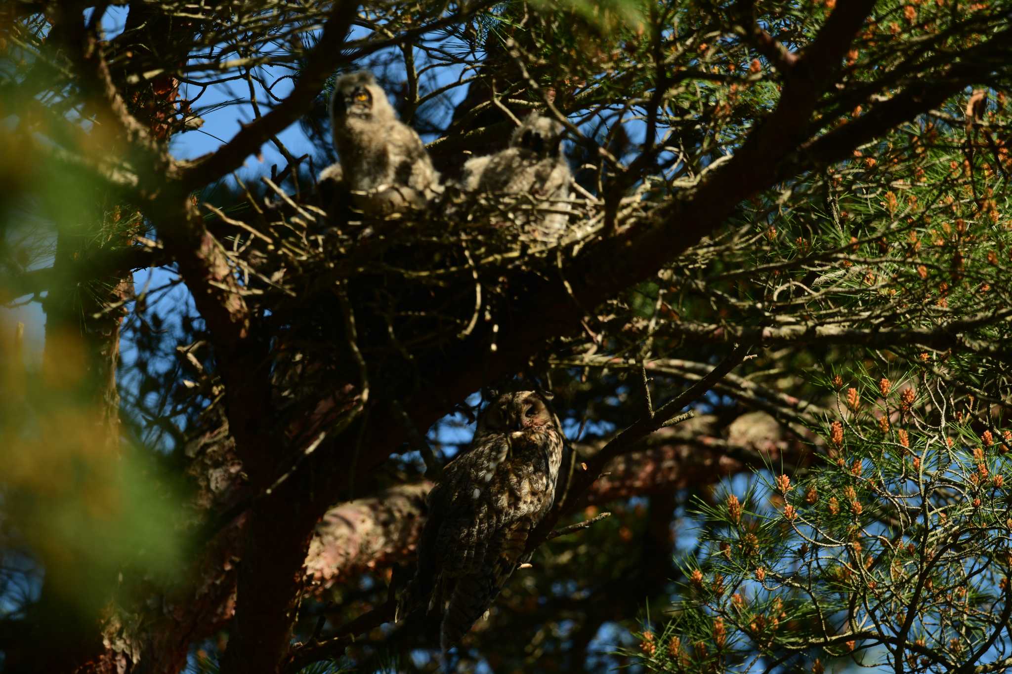 木の枝の上の巣にいるヒナ鳥を見守る親鳥