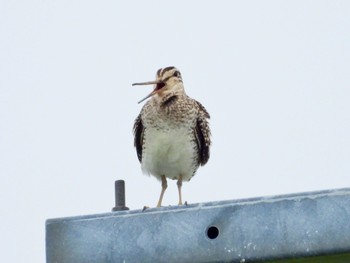 Latham's Snipe Kiritappu Wetland Thu, 6/23/2022