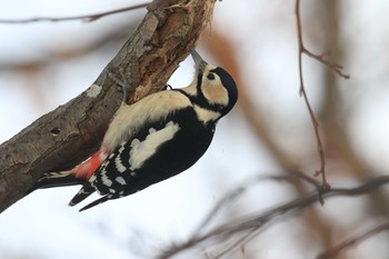 Great Spotted Woodpecker(japonicus) 北海道 函館市 東山 Mon, 1/8/2018