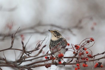 Dusky Thrush 北海道 函館市 東山 Mon, 1/8/2018