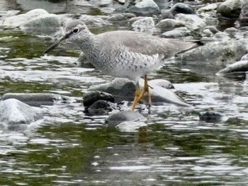 2022年5月9日(月) 酒匂川河口の野鳥観察記録