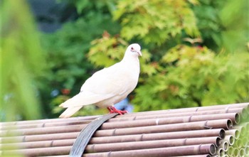 Tue, 6/21/2022 Birding report at 檜町公園(東京ミッドタウン)